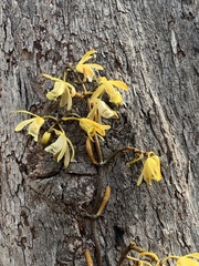 Erythrorchis cassythoides