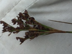 Juncus anceps