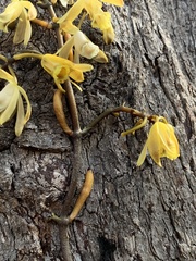 Erythrorchis cassythoides