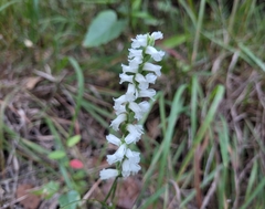 Spiranthes incurva