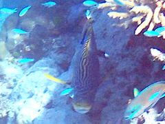 Plectorhinchus lineatus