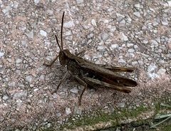 Chorthippus biguttulus