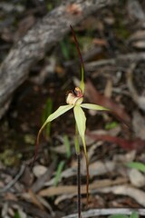 Caladenia fulva