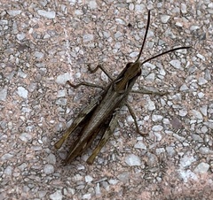 Chorthippus biguttulus