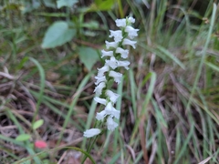 Spiranthes incurva