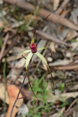 Caladenia fulva