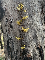 Erythrorchis cassythoides