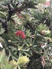 Melaleuca citrina