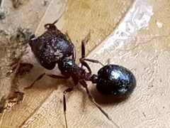 Carebara