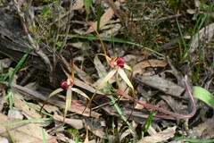 Caladenia fulva
