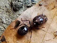 Carebara