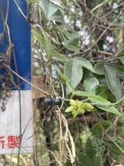 Passiflora suberosa