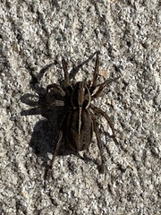 Artoriopsis