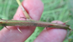Rubus pensilvanicus