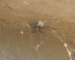 Latrodectus hesperus