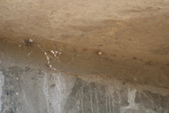 Latrodectus hesperus