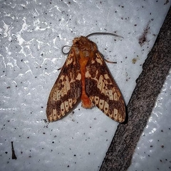 Symphlebia
