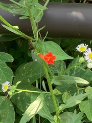 Ipomoea coccinea