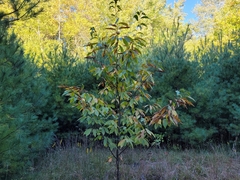 Castanea dentata