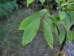 Castanea dentata