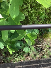 Pueraria montana lobata