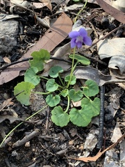 Viola perreniformis