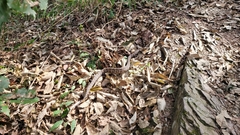 Gloydius intermedius