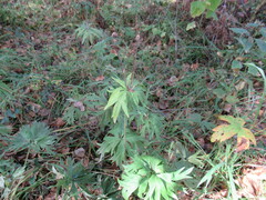 Anemonastrum crinitum
