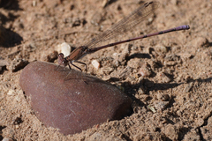 Argia pallens