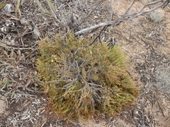 Hibbertia virgata