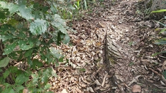 Gloydius intermedius