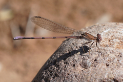 Argia pallens