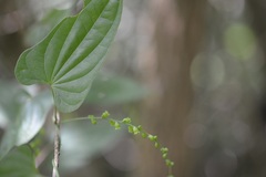 Dioscorea spiculiflora