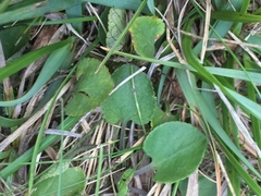 Viola rupestris