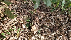 Gloydius intermedius