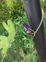 Pueraria montana lobata