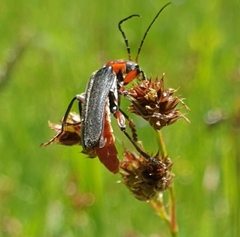 Cantharis