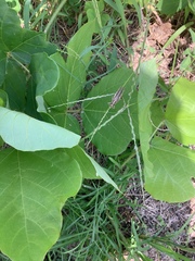 Pueraria montana lobata