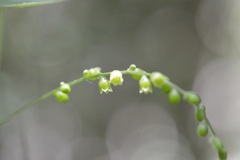 Dioscorea spiculiflora