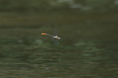 Erpetogomphus compositus