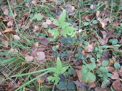 Clematis alpina sibirica