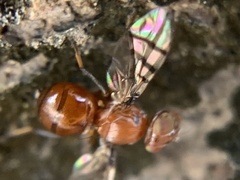 Tephritoidea