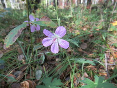 Geranium wlassovianum