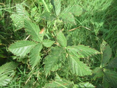 Rubus pensilvanicus