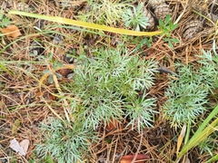 Artemisia sericea