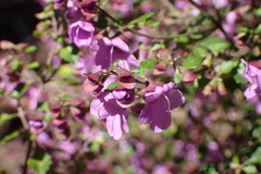 Prostanthera