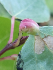 Pemphigus obesinymphae