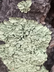 Flavopunctelia soredica