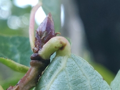 Pemphigus obesinymphae