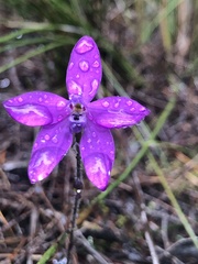 Glossodia minor